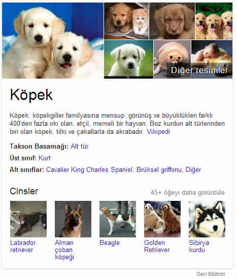 köpek